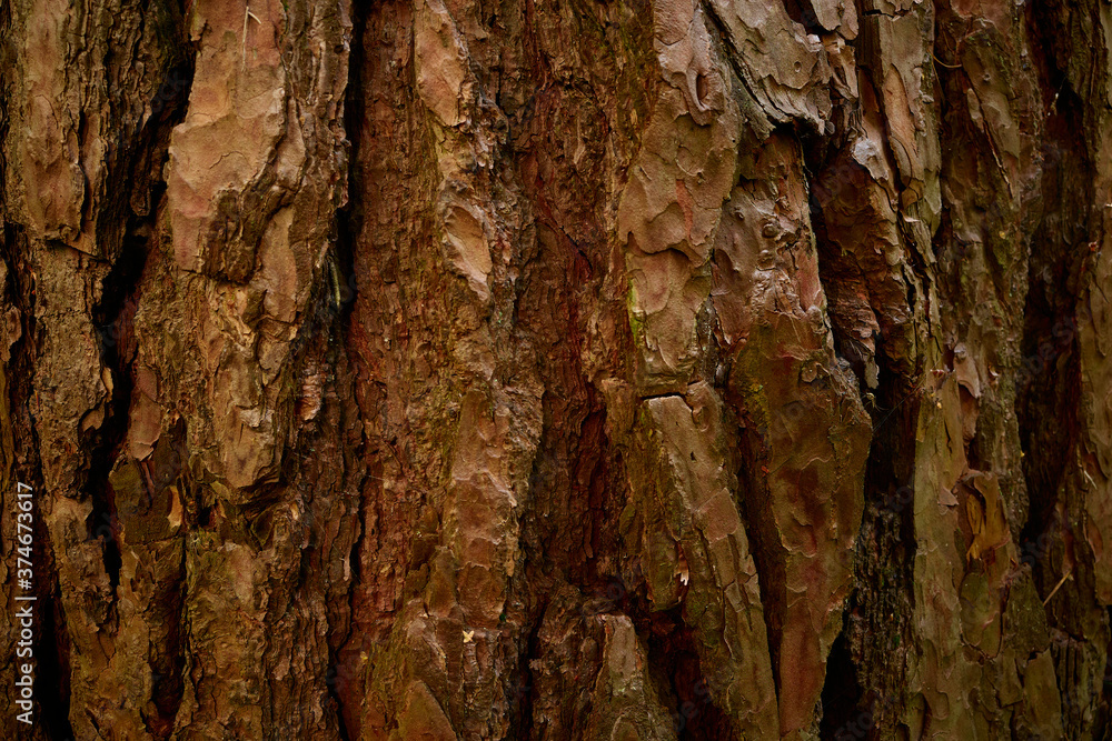 Pine tree bark texture. Close up picture
Pine tree bark texture. Close up picture