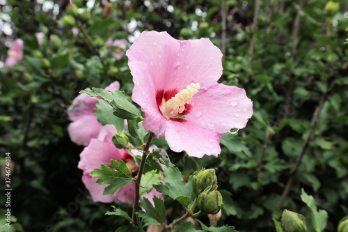Wallpaper Mural Herbst Blume Torontodigital.ca
