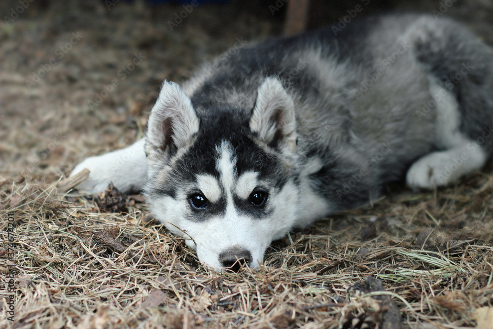 siberian husky puppy with brown eyes siberian husky puppy with brown eyes