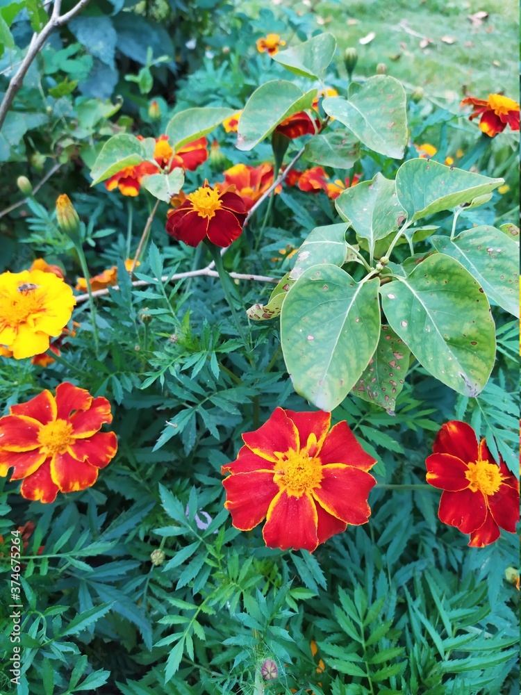 Obraz premium Flowers