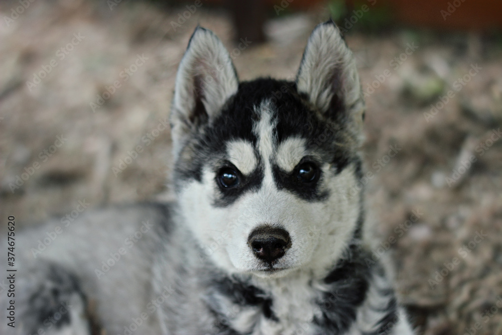siberian husky puppy portrait