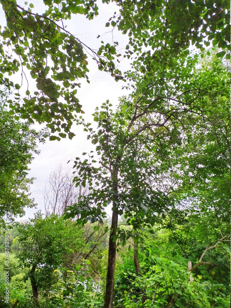 Fototapeta premium trees in the forest