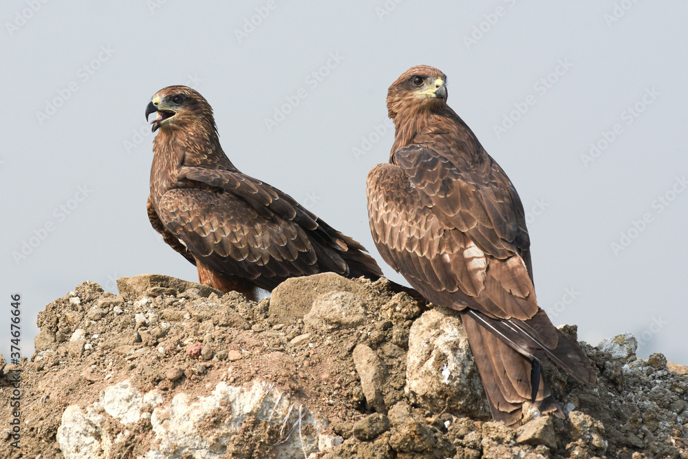 black kite pair sitting and enjoying the sun bask black kite pair sitting and enjoying the sun bask