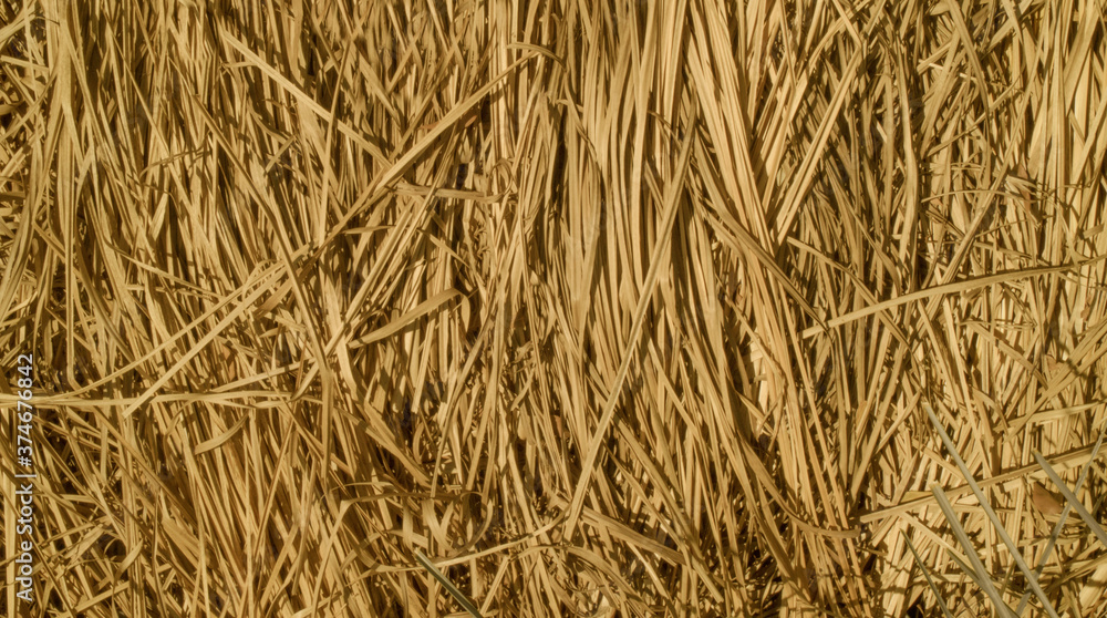 Pile of wilted grass, agriculture harvest concept, hay texture for background. Pile of wilted grass, agriculture harvest concept, hay texture for background.