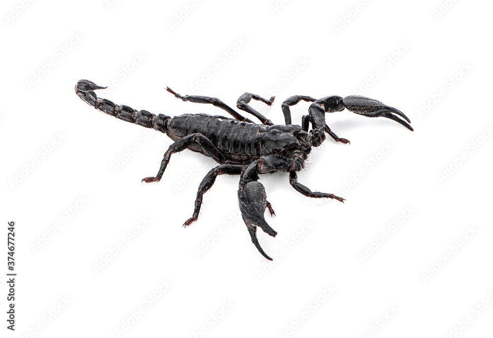 scorpion isolated on white background scorpion isolated on white background