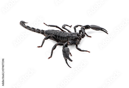 scorpion isolated on white background
