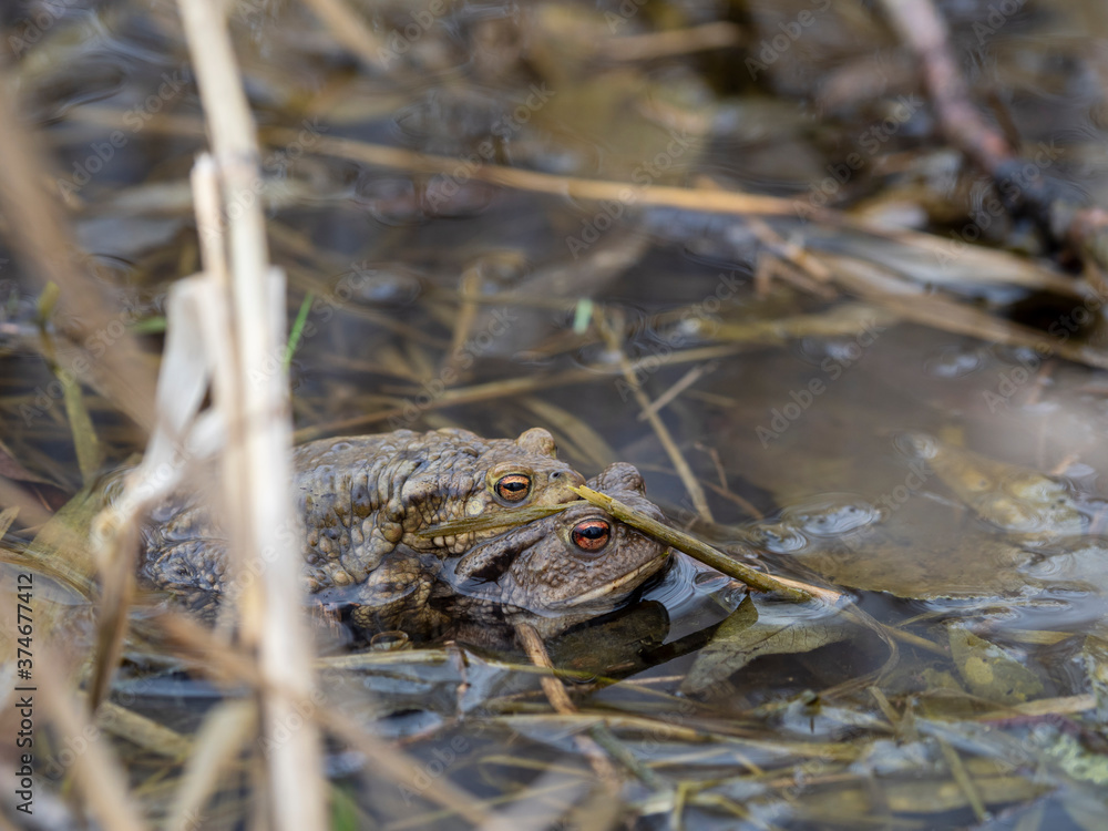 Erdkröte, Bufo bufo, bei der Paarung Erdkröte, Bufo bufo, bei der Paarung
