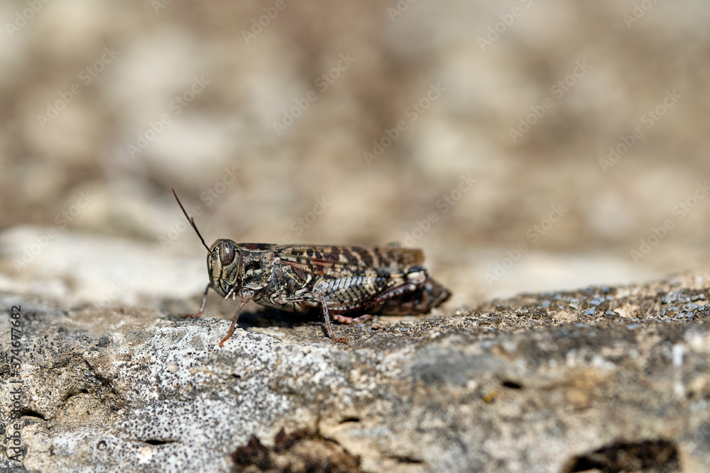 Rotflüglige Ödlandschrecke, Oedipoda germanica, Rotflüglige Ödlandschrecke, Oedipoda germanica,