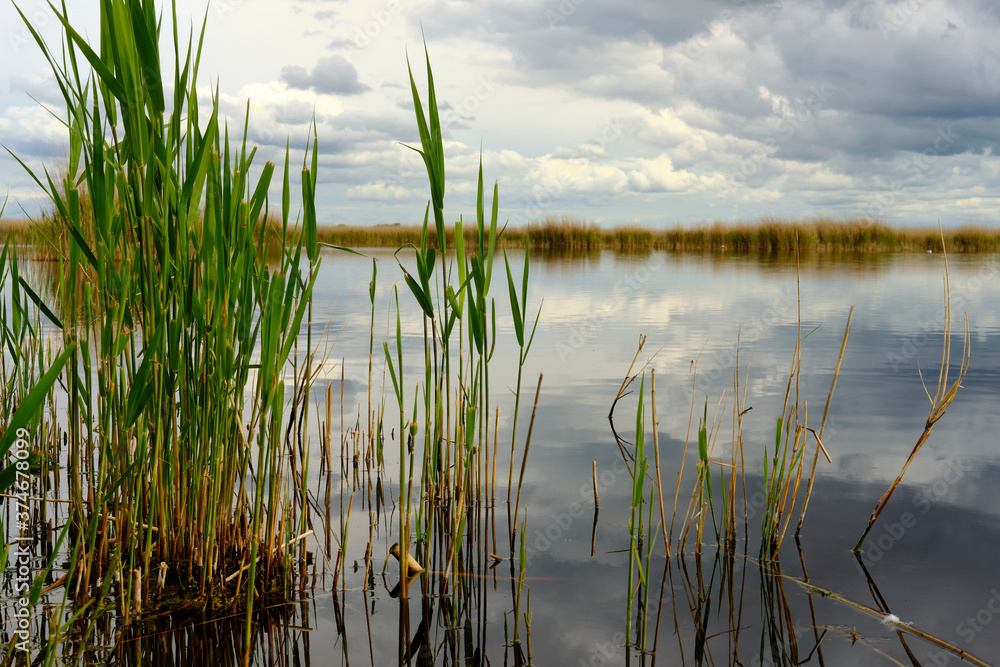 Landschaft am Neusiedler See bei Illmitz im Nationalpark Neusiedler See, Burgenland, Österreich