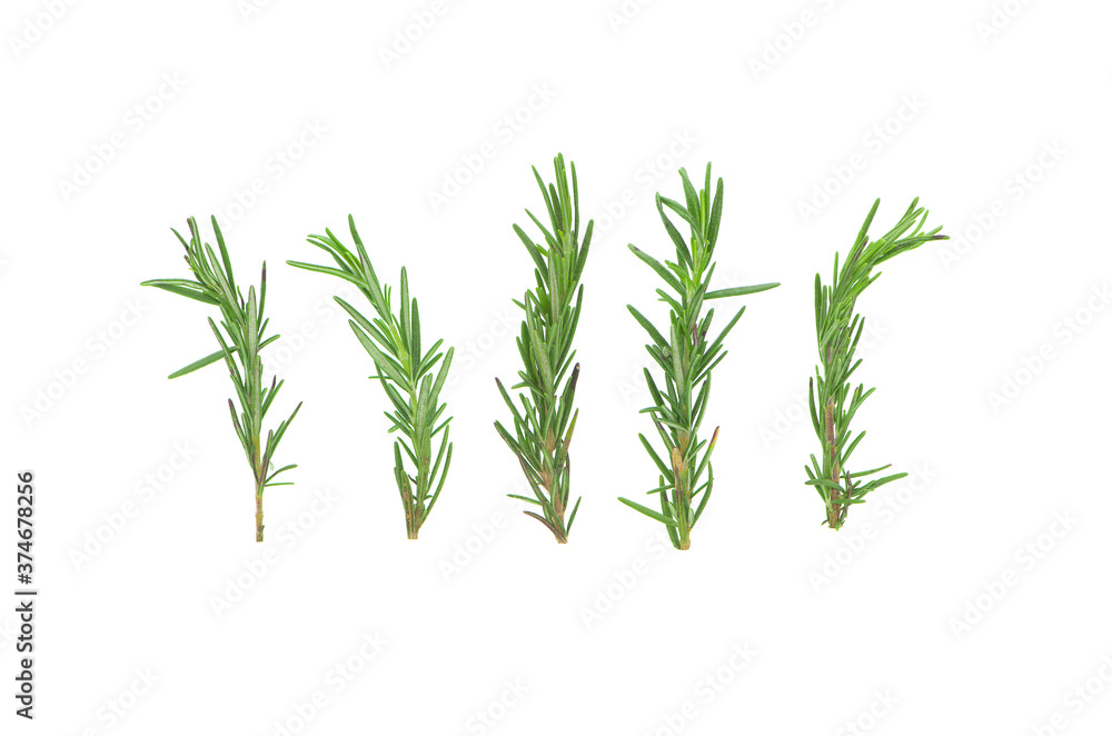 Fresh green rosemary isolated on white background topview Fresh green rosemary isolated on white background topview