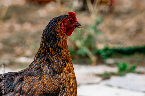 Close-up portrait of brown cock in the organic domestic farm. Rooster detail.