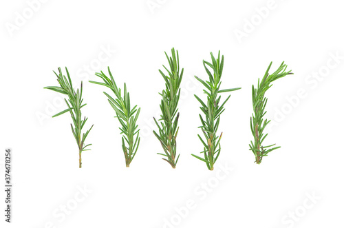 Fresh green rosemary isolated on white background topview