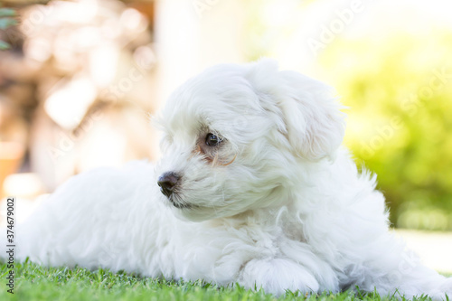WHITE DOG PUPPY