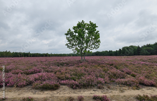 Borne Sulinowo  Northwest Poland August 29  2020. The K  omi  skie heaths are the largest cluster of heathers in Poland and one of the largest in Europe. They are located on the site of the former milit