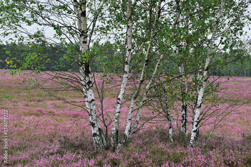 Borne Sulinowo, Northwest Poland August 29, 2020. The Kłomińskie heaths are the largest cluster of heathers in Poland and one of the largest in Europe. They are located on the site of the former milit photo