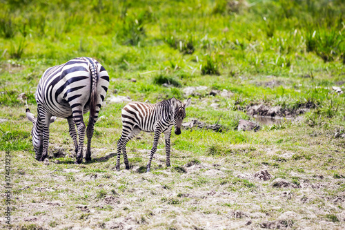 Picturesque family of zebras