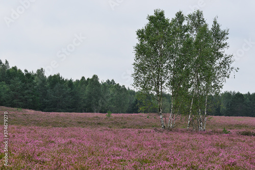 Borne Sulinowo, Northwest Poland August 29, 2020. The Kłomińskie heaths are the largest cluster of heathers in Poland and one of the largest in Europe. They are located on the site of the former milit photo