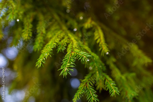 Beautiful branch of spruce with dew. Christmas tree in nature. Green spruce close up. Selective focus, blurred background