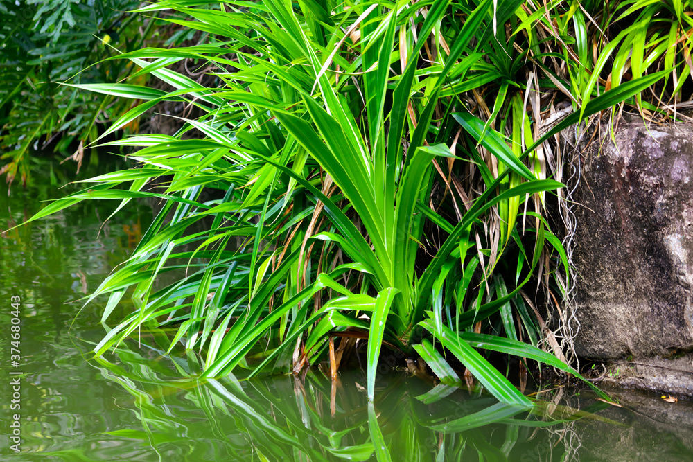 Green plants near the surface of the water on a pond Green plants near the surface of the water on a pond