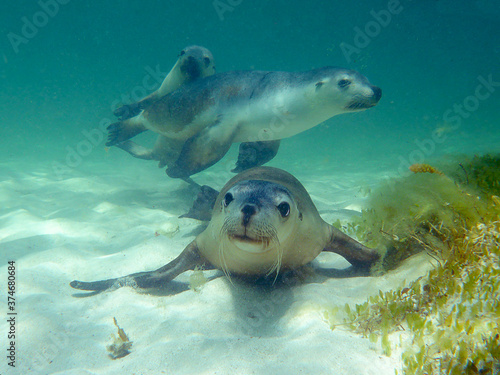 A sea lion pups underwater looking at you