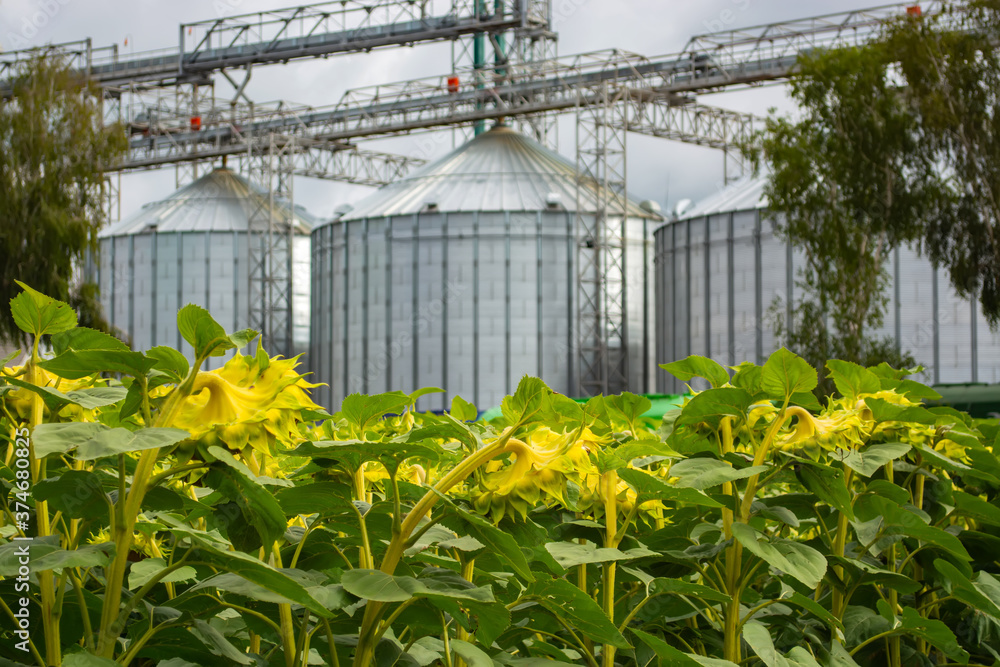 rows of sunflower against the background of a double grain elevator