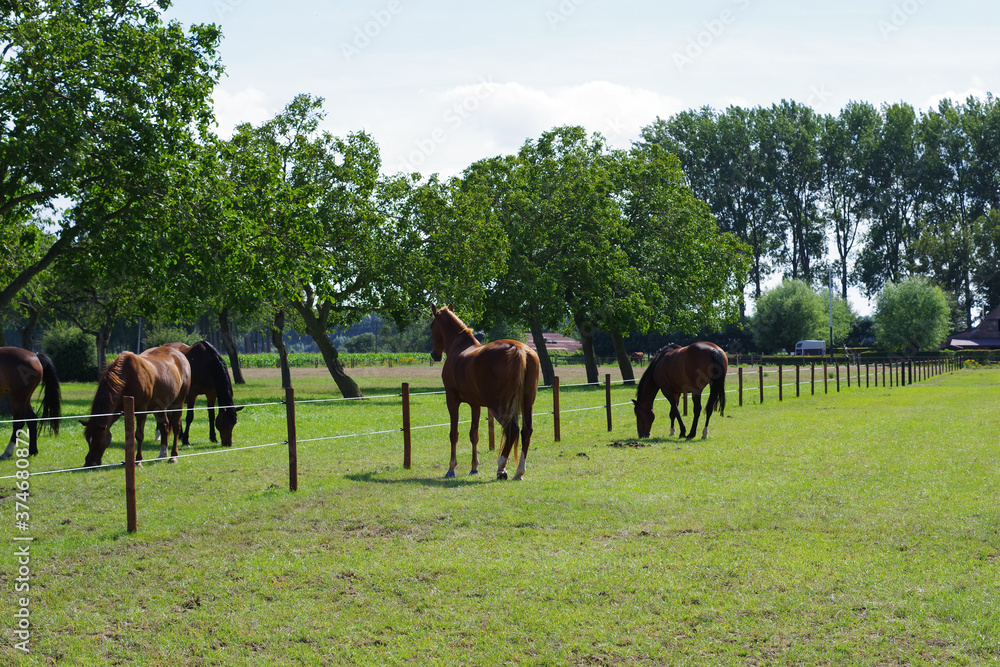 Obraz premium Chevaux dans un pré