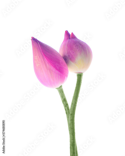 Pink lotus isolated on white background © pisut