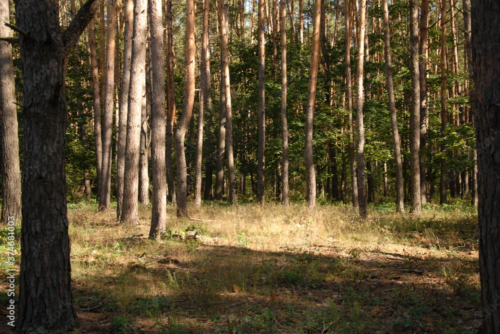 Obraz premium Green pine forest at summer