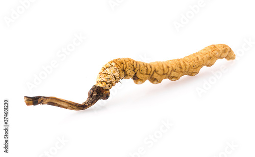 Ophiocordyceps sinensis isolated on white background photo