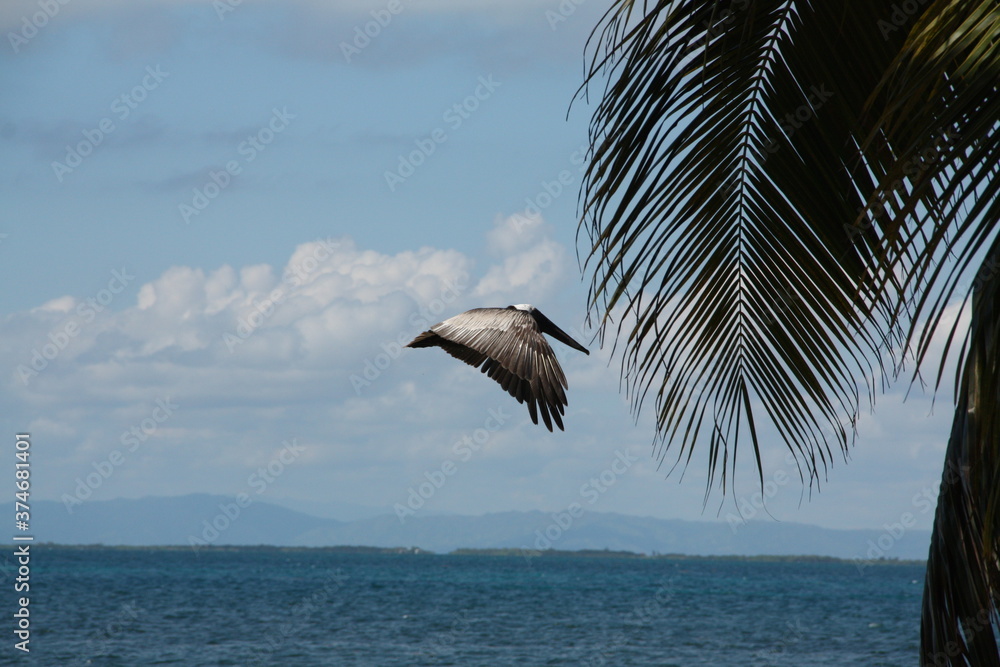 Naklejka premium flying pelican