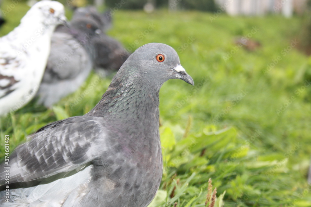 pigeon on the grass pigeon on the grass