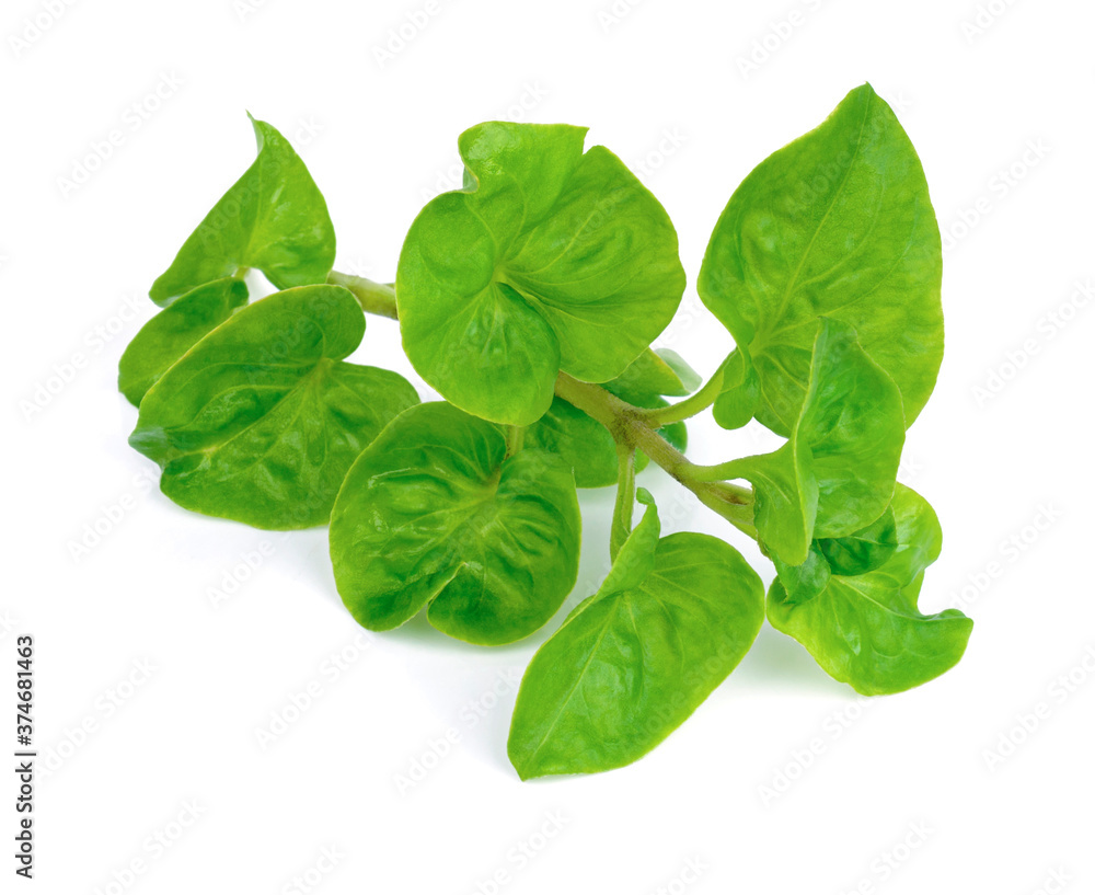 Fototapeta premium fresh watercress isolated on white background