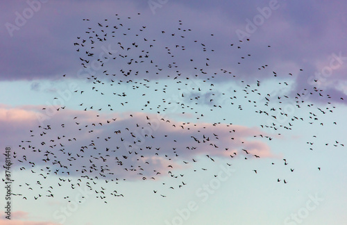 Wallpaper Mural Flock of birds in the sky at sunset Torontodigital.ca