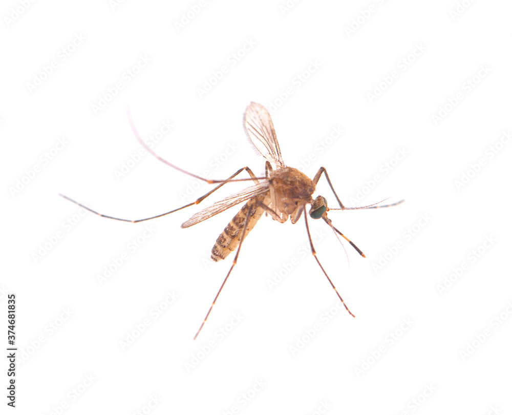 Mosquito isolated on white background Mosquito isolated on white background