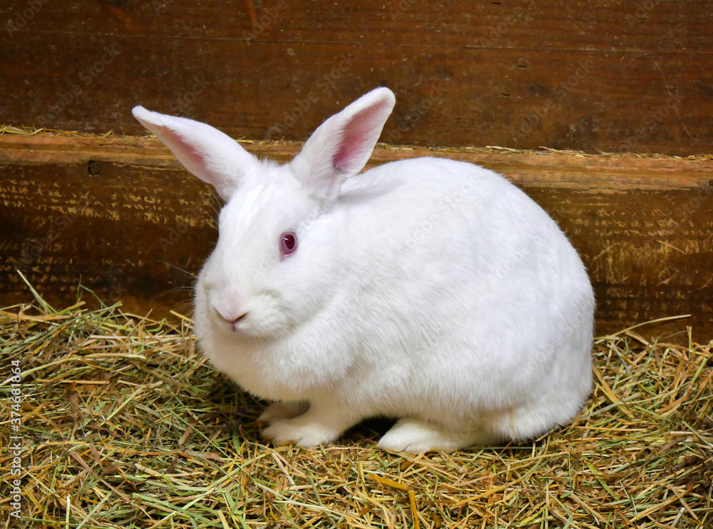 Fototapeta premium Portrait of cute white rabbit. Close up photo.