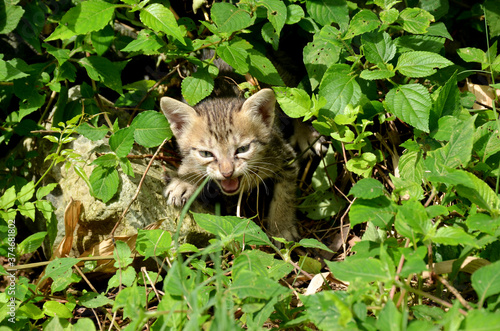 the brown color kitten with grass plant in the forest.