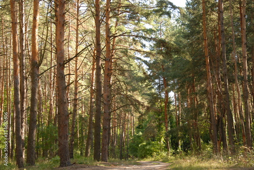 Green pine forest at summer