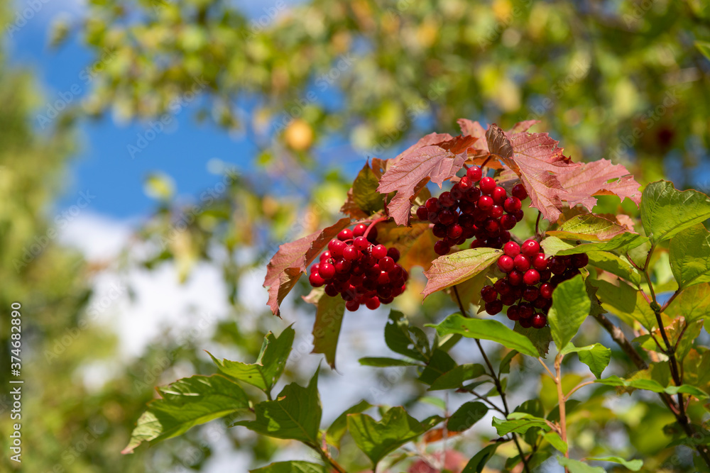 Obraz premium View of guelder rose (Viburnum opulus) red berries on the branch. Blurred background. Selective focus. Copy space for your text. Theme of trees for ornamental garden.