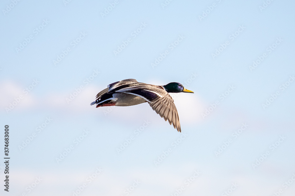Obraz premium Mallard duck in flight. Green, outdoor.