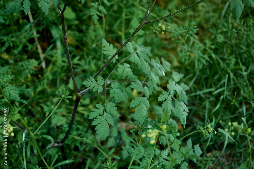 Chaerophyllum temulum Chaerophyllum temulum