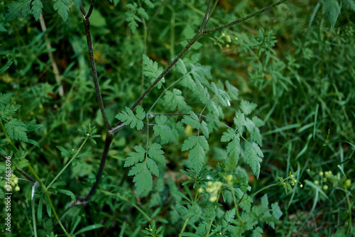 Chaerophyllum temulum