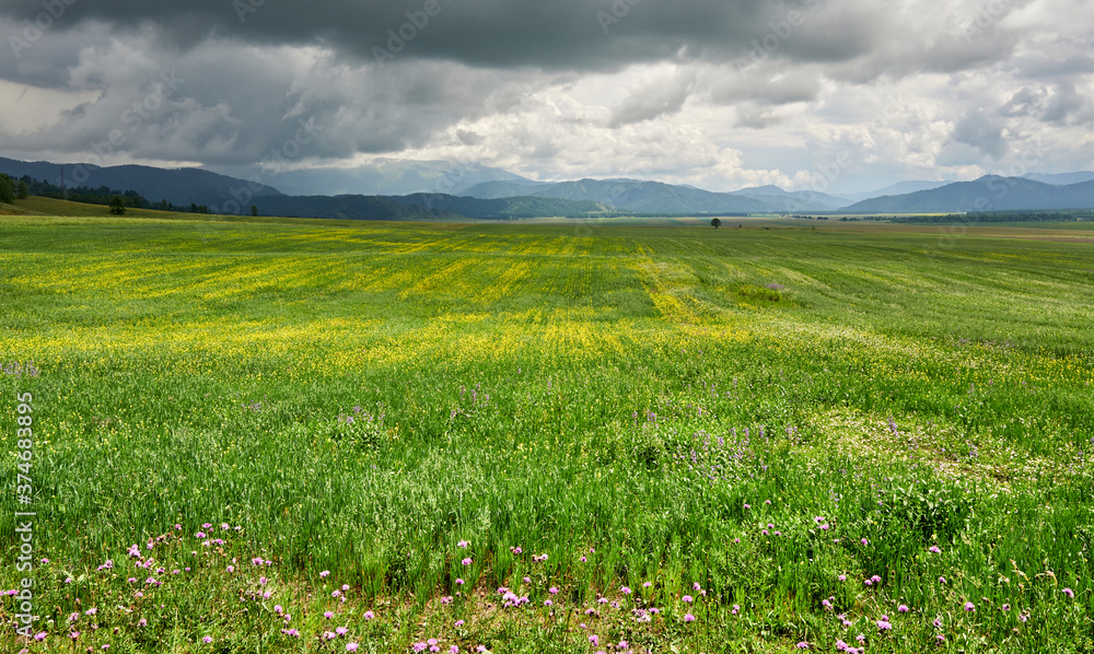green meadow with yellow flowers against the background of mountains and mountain clouds