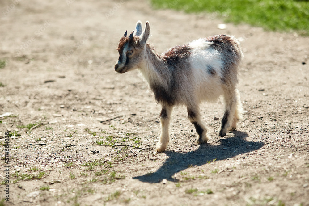 a small, frisky, playful goat, white and gray with horns frolicking on the lawn with the grass at midday in the summer a small, frisky, playful goat, white and gray with horns frolicking on the lawn with the grass at midday in the summer