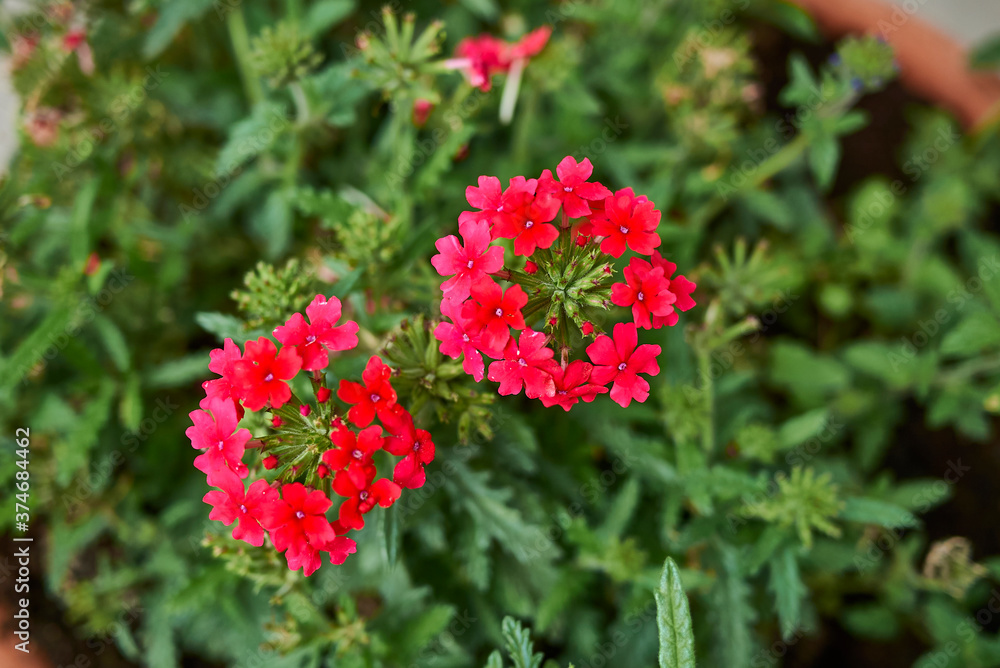 Glandularia x hybrida