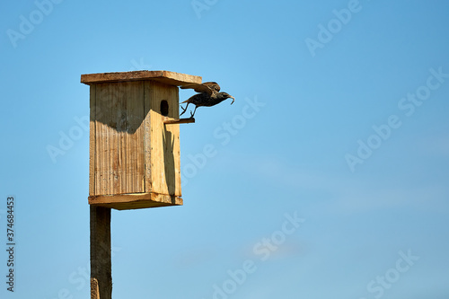 Starling flies out of the birdhouse with a worm in its beak. Feeding their little Chicks.