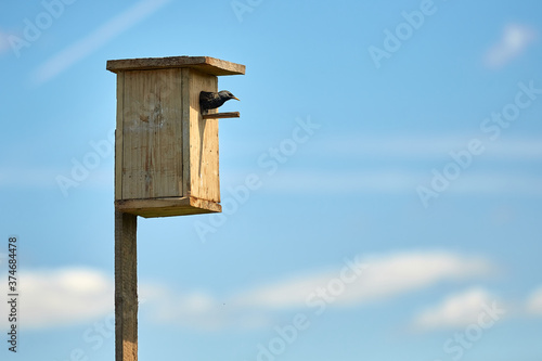 Canvas Print Starling flies out of the birdhouse with a worm in its beak