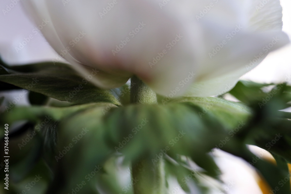 Obraz premium Anémone