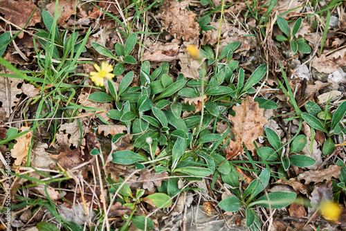 Hieracium pilosella