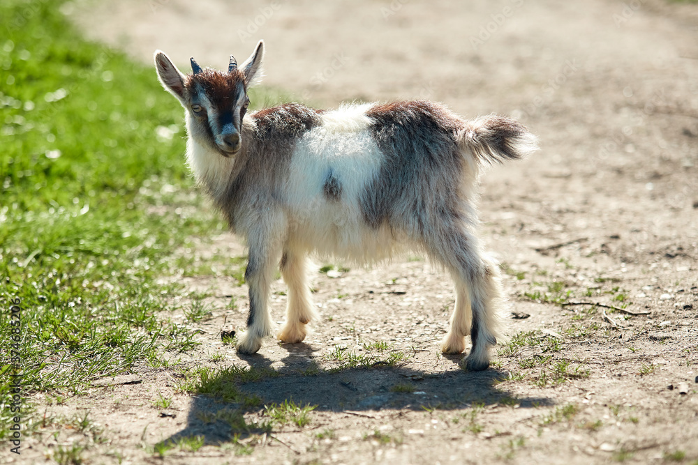 a small, frisky, playful goat, white and gray with horns frolicking on the lawn with the grass at midday in the summer a small, frisky, playful goat, white and gray with horns frolicking on the lawn with the grass at midday in the summer