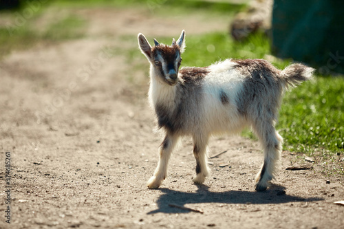 a small, frisky, playful goat, white and gray with horns frolicking on the lawn with the grass at midday in the summer